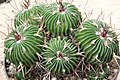 Stenocactus multicostatus ssp. zacatecasensis