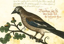 Zwobraznjenje z ptačkoweje knihi Jodocusa Oesenbryja (1575)