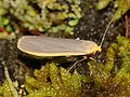 Grauleib-Flechtenbärchen (Eilema lurideola)