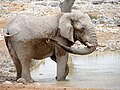 Elefant an der Okaukuejo Wasserstelle, Etosha (2014)