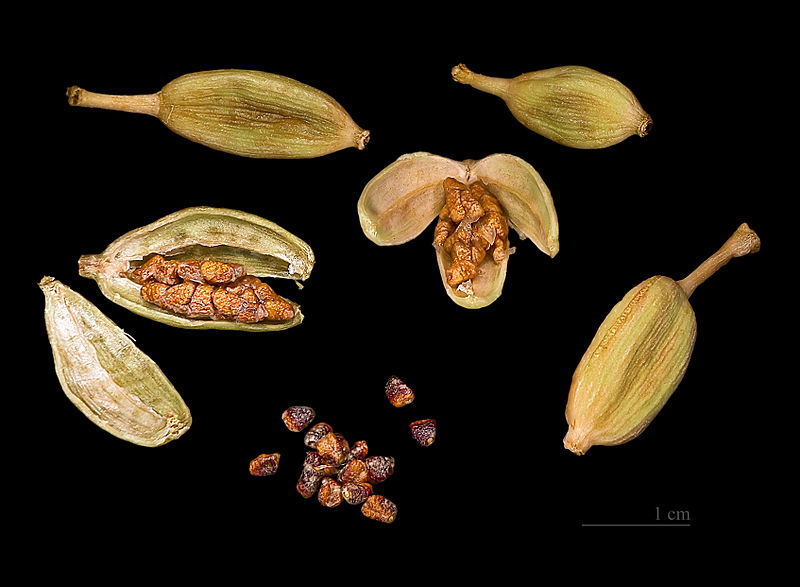 Ficheiro:Elettaria cardamomum Capsules and seeds.jpg