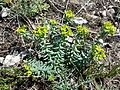 Die Steppen-Wolfsmilch (Euphorbia seguieriana) ist ein typischer Bewohner von Rasensteppen über Fels.