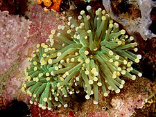 Euphyllia glabrescens (Hard coral) with polyps extended