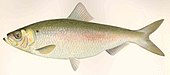 Alosa pseudoharengus, 'alewife'