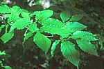 Miniatura para Fagus grandifolia