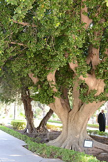 Ficus retusa - parc El Harti - Marrakesh.JPG