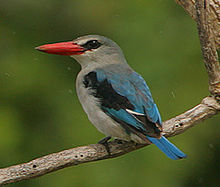 Flickr - Rainbirder - Mangrove Kingfisher (Halcyon senegaloides) in the rain (cropped).jpg