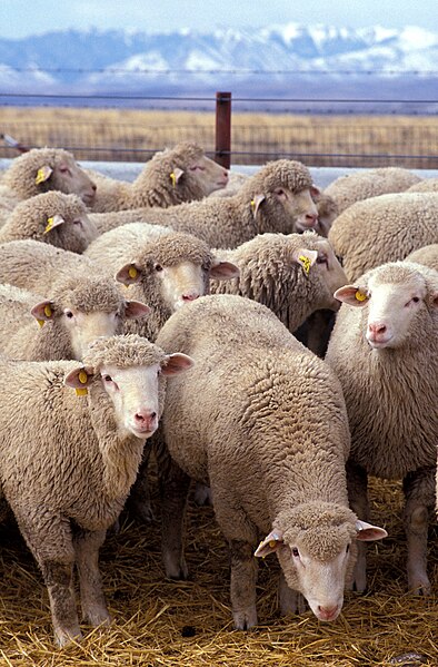 File:Flock of sheep.jpg