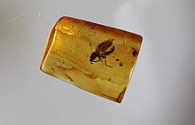 Fossil gnat in amber, a well-preserved insect fossil. Fossil insect (Diptera, Nematocera in Baltic amber. Age 50 Mill. years (the Lower Eocene).jpg