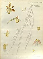Miniatura para Gastrochilus intermedius