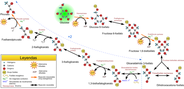 Quimica De La Fermentacion Alcoholica Glucolisis Fermentacion Alcoholica