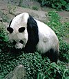 Großer Panda Bao Bao Berlin W 07.jpg