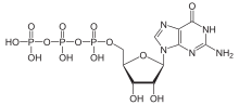 Miniatura per Trifosfat de guanosina