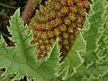 Miniatura para Gunnera tinctoria