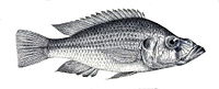 Haplochromis prognathus