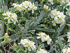 Hormathophylla spinosa en fleurs