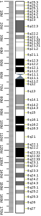 G-banding ideogram of human chromosome 6 in resolution 850 bphs. Band length in this diagram is proportional to base-pair length. This type of ideogram is generally used in genome browsers (e.g. Ensembl, UCSC Genome Browser).