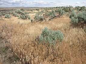 juniper dunes wilderness