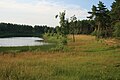 Kiefernsee in der Teverener Heide