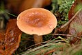 Lactarius theiogalus