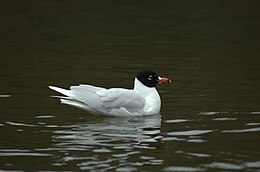 Juodagalvis kiras (Larus melanocephalus)