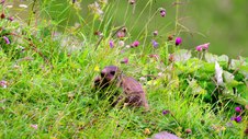 Файл: Marmot eating.webm