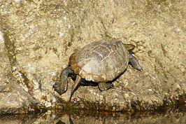 Japanse waterschildpad