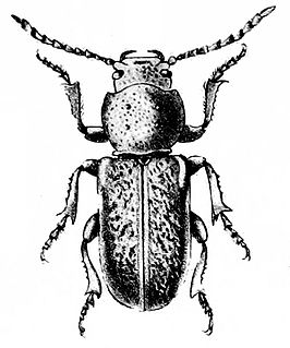 Migdolus fryanus