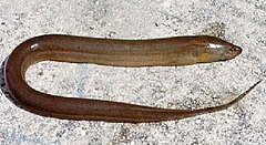 Belut sawah Monopterus albus