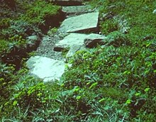 Photo, au milieu de touffes d'herbes folles, trois plaques de pierre sont alignées.