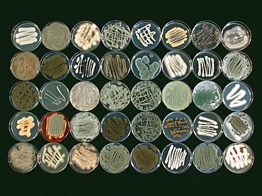 Morphological diversity of fungi collected from a marine sponge species, Ircinia variabilis Morphological diversity of marine fungi.jpg