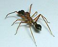 Паук Myrmarachne plataleoides, мимикрирующий под муравья-ткача