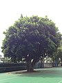 This tree has been around since the school was established in 1919, almost 100 years old