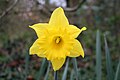 Flor de narciso (INGLATERRA).