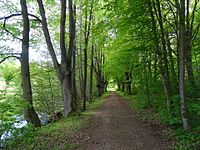 Lindenallee und Teichanlage bei der Fohlenweide (50 Bäume)