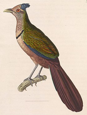 Desenho de 1838 do jacu-estalo-de-bico-verde