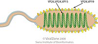 Miniatura para Nimaviridae