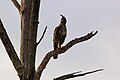یک بازعقاب گونه‌گون در پارک ملی اوداوالاوه، سریلانکا نشسته‌است.