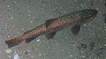 Ohrid trout