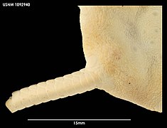 Ophiura lenticularis (USNM)