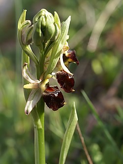 Ophrys morisii