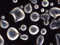 Optilise mikroskoobi kujutis vedelkristalli tilkadest klaasis 100x