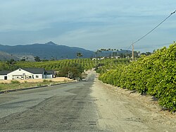 Orange groves and view of San Jacinto Mountains in Valle Vista, California