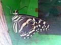 Papilio demodocus