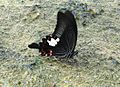 Papilio helenus (mâle), Selangor, 2005.