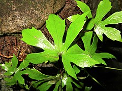 茎の下部につく葉身は円形で、掌状に5-7中深裂し、両面に縮毛が散生する。裂片の先半分には鋭い鋸歯がある。