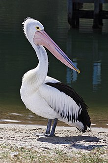 Australpelikan Pelecanus conspicillatus