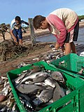 Pescadores en La Uva, Isla de Coche.