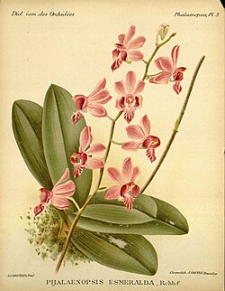 Phalaenopsis pulcherrima Ботанічна ілюстрація з книги Orchidées. Dictionnaire iconographique COGNIAUX, ALFRED & GOOSENS, ALPHONSE. Автор: Alphonse Goosens (1866-1944)