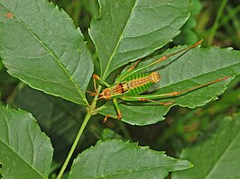 Metaplastes pulchripennis